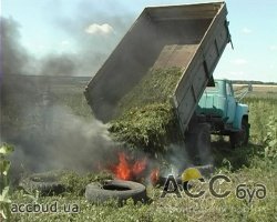 В Харьковской области обнаружено поле 70 га незаконно засеяное коноплей