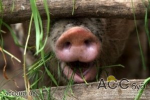 Основу экспортных операций Украины составили продтовары и сельхозпродукция!